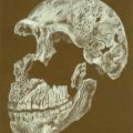 TTT 2.SKULL-HOMO NALEDI-72 DPI