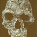 TTT 3.SKULL-HOMO HABILIS-72 DPI